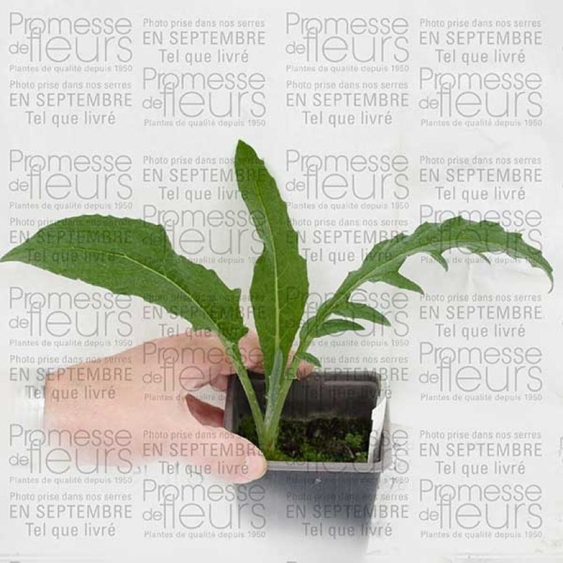 Esimerkki toimitetusta Cynara cardunculus - Cardon Godet de 8/9 cm-taimesta