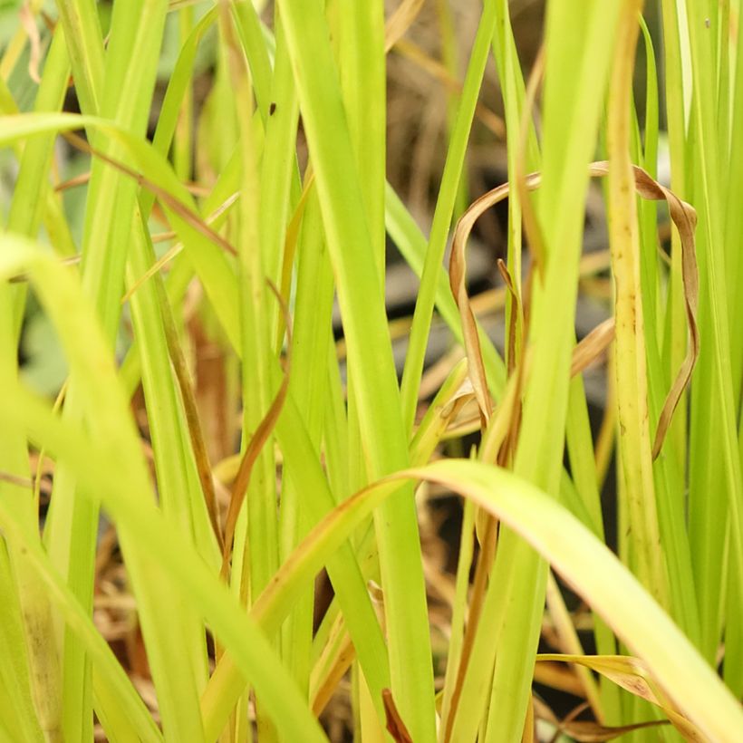 Kiiltosädekaisla - Cyperus glaber (Lehvistö)