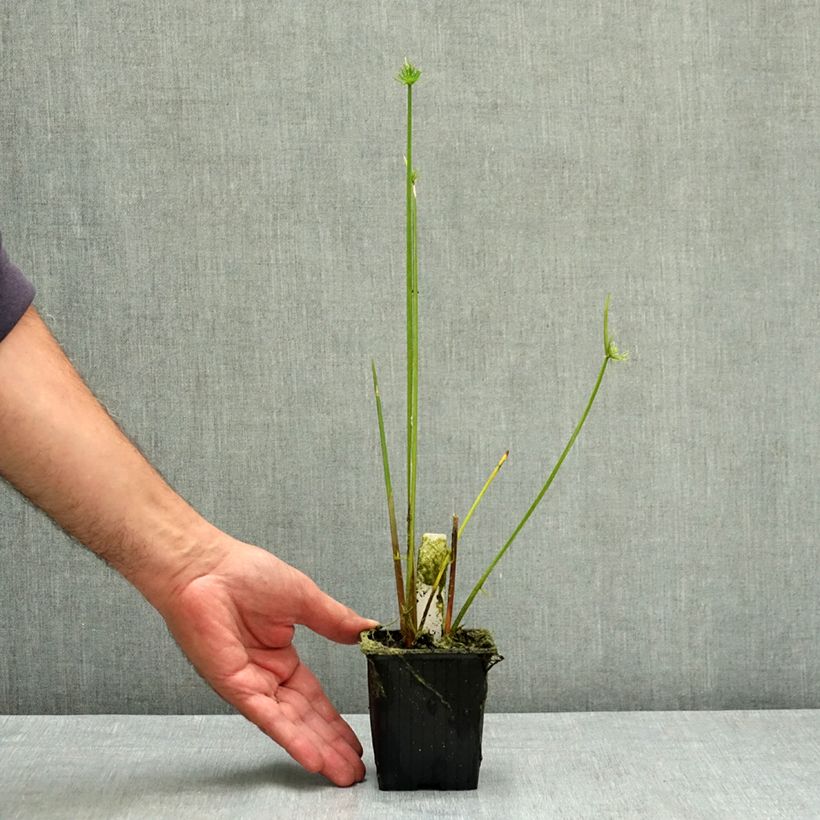 Esimerkki kesällä toimitetusta Haspansädekaisla - Cyperus haspan 8/9 cm taimiruukku-taimesta