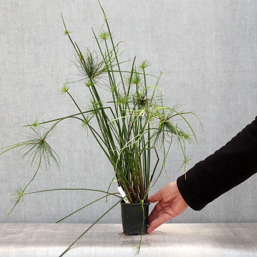 Esimerkki keväällä toimitetusta Cyperus haspan - Papyrus nain Godet de 8/9 cm-taimesta