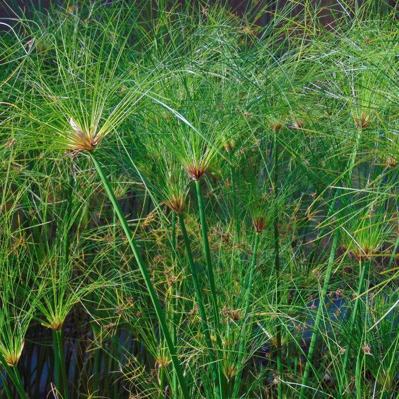 Papyruskaisla Akhenaton (Foliage)