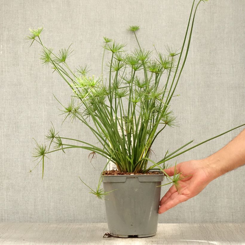 Esimerkki kesällä toimitetusta Papyruskaisla Cleopatra Pot de 3L/4L-taimesta