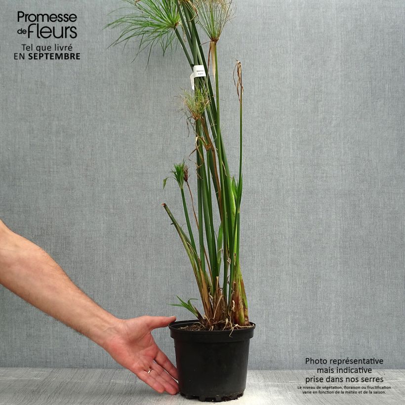 Esimerkki syksyllä toimitetusta Papyruskaisla - Cyperus papyrus 2 litran/3 litran ruukku-taimesta