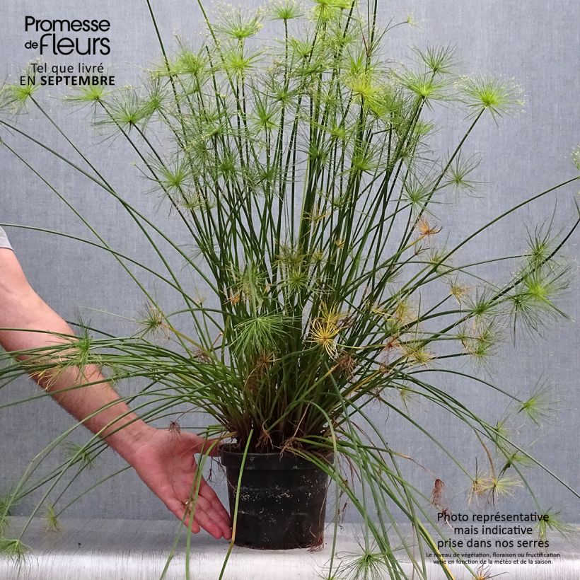 Esimerkki syksyllä toimitetusta Sädekaisla - Cyperus prolifer 3 litran/4 litran ruukku-taimesta