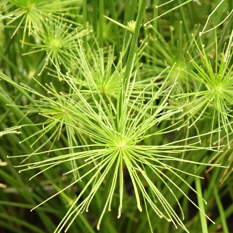 Sädekaisla - Cyperus prolifer (Kukinta)