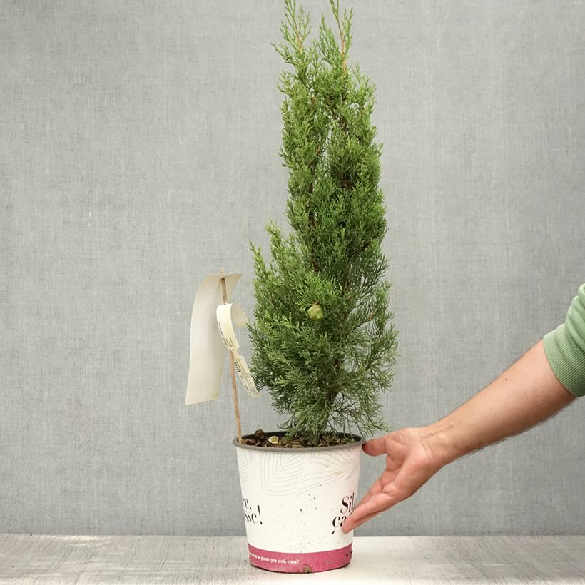 Esimerkki kesällä toimitetusta Välimerensypressi Garda Pot de 4L/5L-taimesta