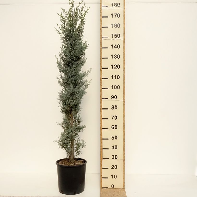 Esimerkki kesällä toimitetusta Arizonansypressi Fastigiata Pot de 18L/20L, Buisson-taimesta