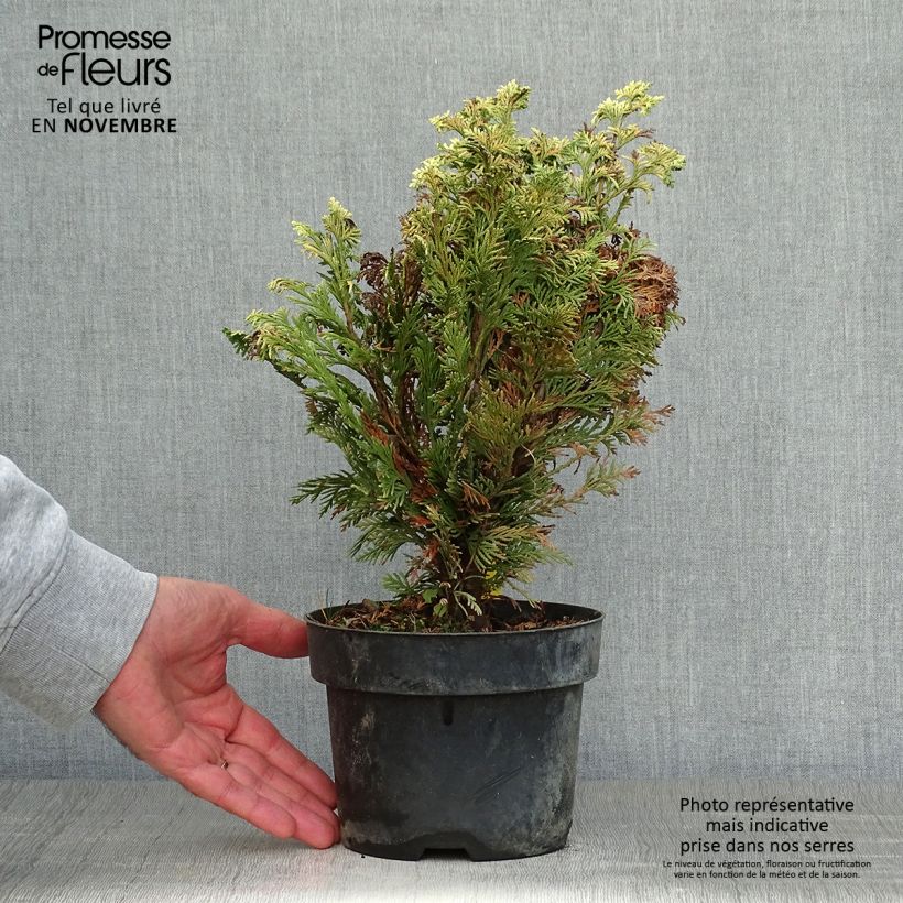 Esimerkki syksyllä toimitetusta Lawsoninsypressi Pygmaea Argentea 2 litran/3 litran ruukku-taimesta