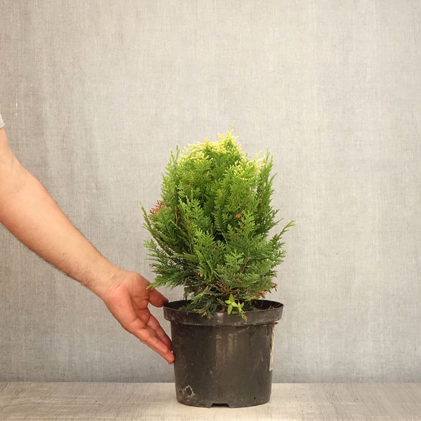Esimerkki kesällä toimitetusta Lawsoninsypressi Pygmaea Argentea Pot de 4L/5L-taimesta
