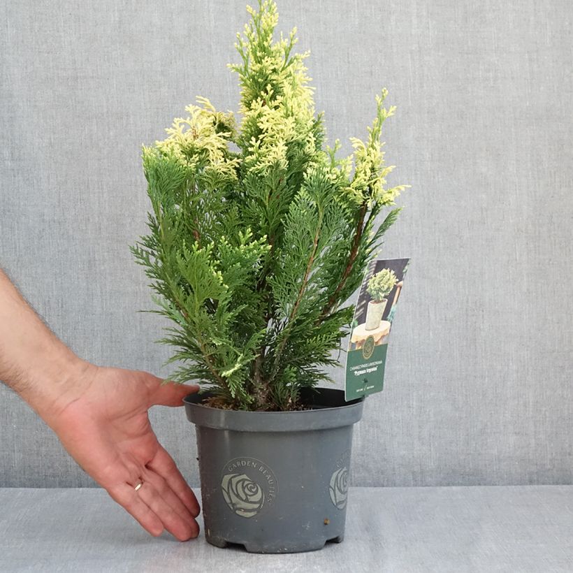 Esimerkki kesällä toimitetusta Lawsoninsypressi Pygmaea Argentea Pot de 2L/3L-taimesta