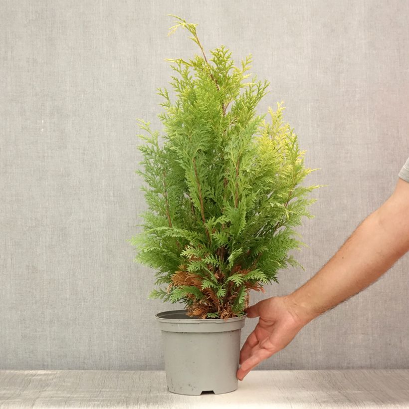 Esimerkki kesällä toimitetusta Lawsoninsypressi Stardust Pot de 2L/3L-taimesta