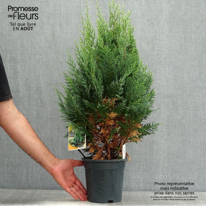 Esimerkki kesällä toimitetusta Lawsoninsypressi White Spot Pot de 2L/3L-taimesta