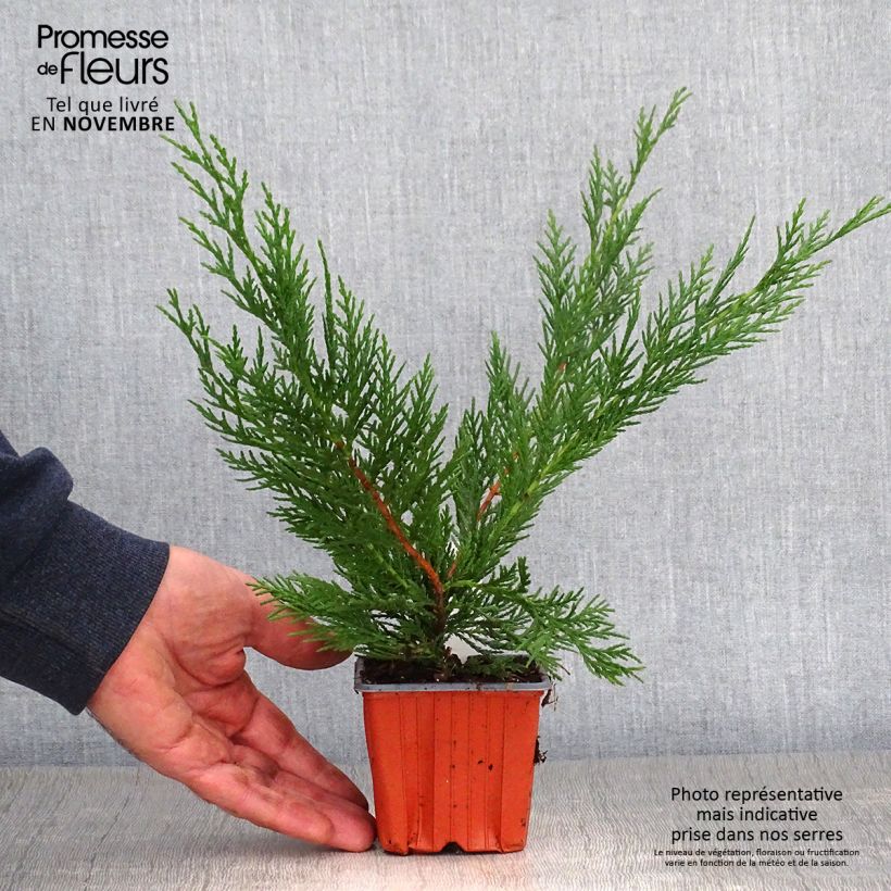 Esimerkki syksyllä toimitetusta Leylandinsypressi - Cupressocyparis leylandii 8/9 cm taimiruukku-taimesta