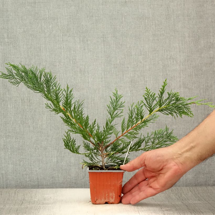 Esimerkki kesällä toimitetusta Leylandinsypressi - Cupressocyparis leylandii Taimiruukku 8/9 cm-taimesta