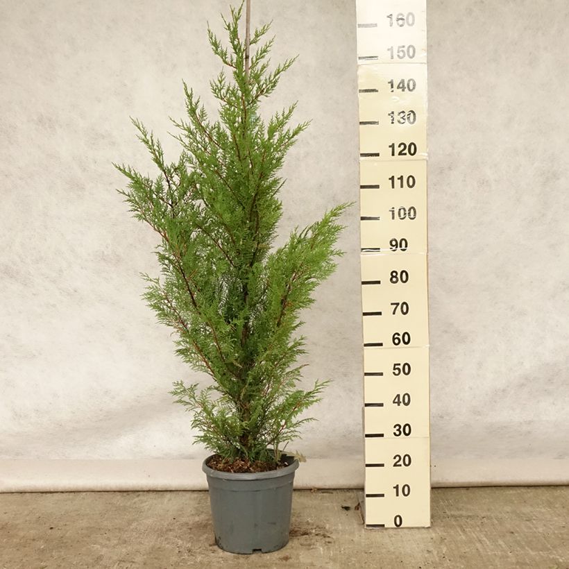 Esimerkki kesällä toimitetusta Leylandinsypressi - Cupressocyparis leylandii Ruukku 6L / 7L-taimesta
