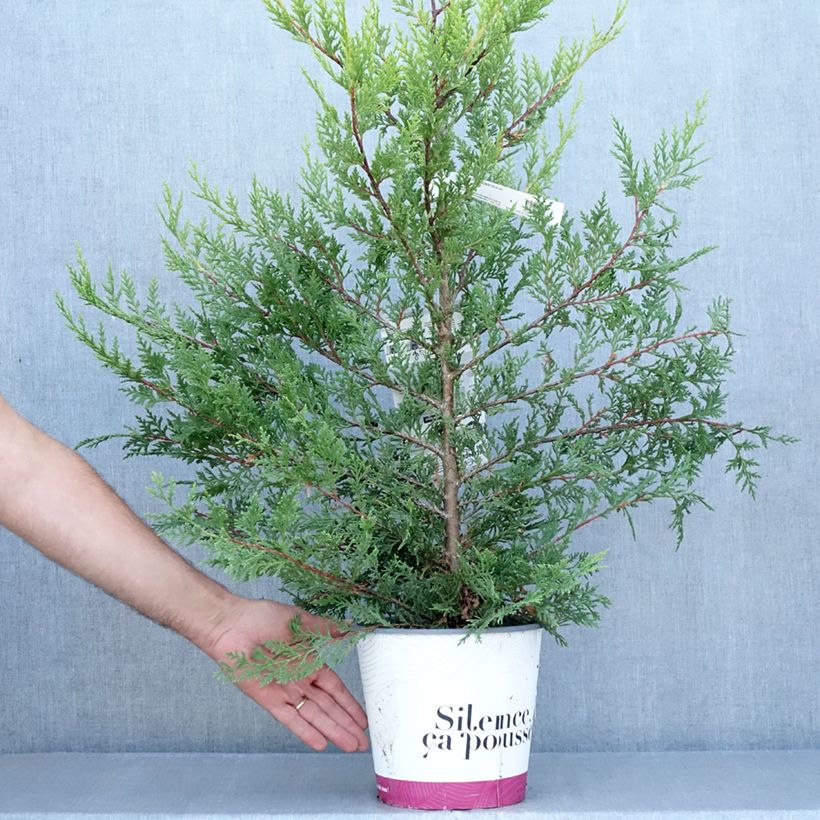 Esimerkki kesällä toimitetusta Leylandinsypressi Excalibur Gold Pot de 4L/5L-taimesta