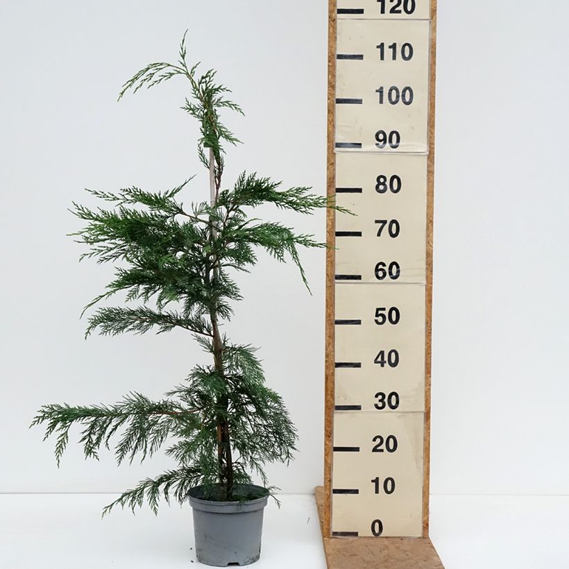 Esimerkki syksyllä toimitetusta Leylandinsypressi - Cupressocyparis leylandii 4 litran/5 litran ruukku-taimesta
