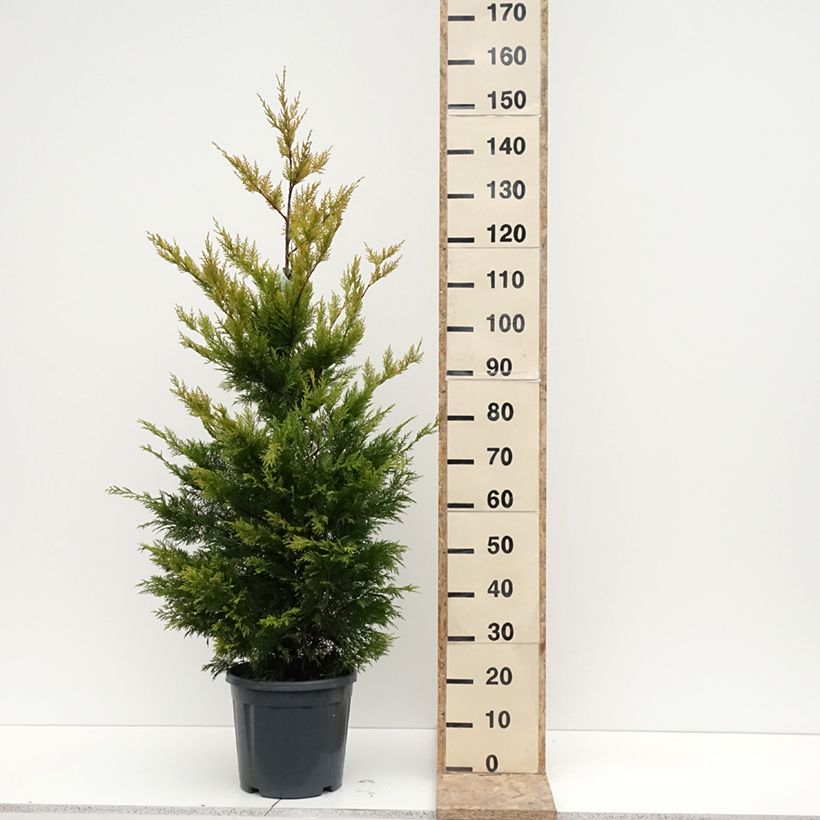 Esimerkki talvella toimitetusta Cyprès de Leyland - Cupressocyparis leylandii Gold Rider Pot de 6L/7L-taimesta