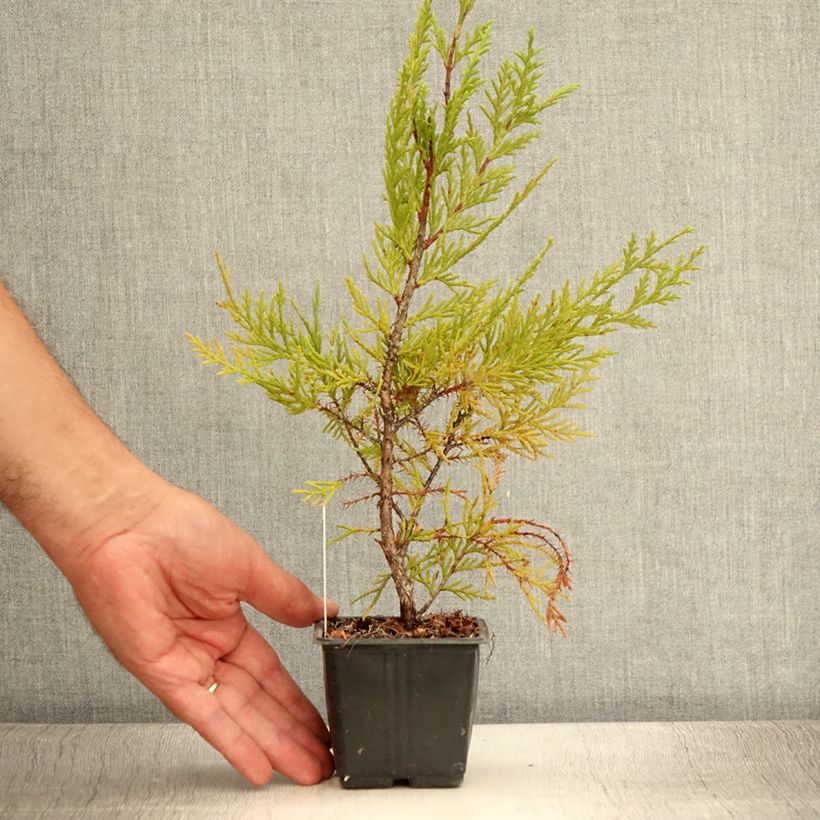 Esimerkki kesällä toimitetusta Leylandinsypressi Oger Taimiruukku 8/9 cm-taimesta