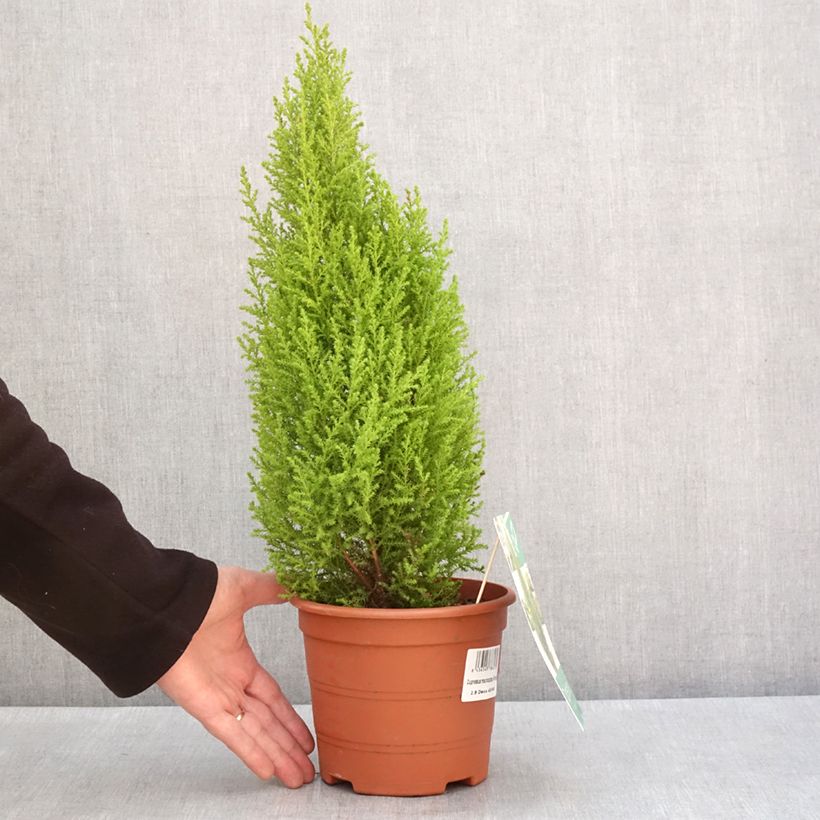 Esimerkki talvella toimitetusta Cyprès de Lambert Wilma - Cupressus macrocarpa Pot de 2L/3L-taimesta
