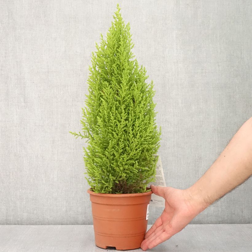 Esimerkki keväällä toimitetusta Montereynsypressi Wilma Pot de 2L/3L-taimesta