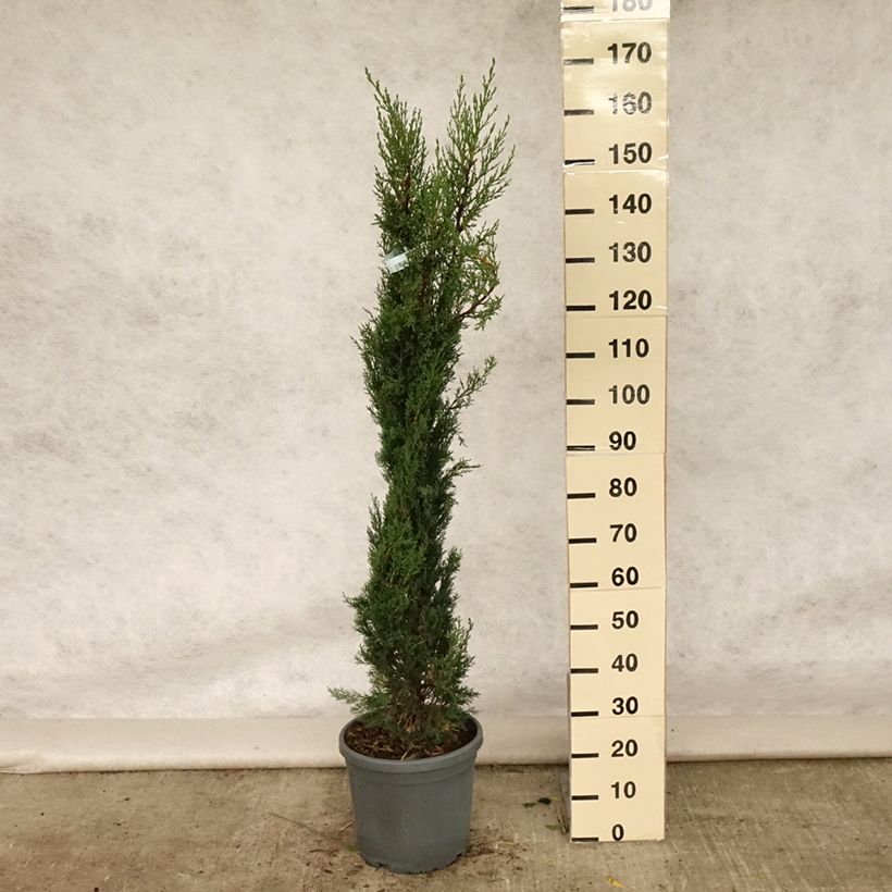 Esimerkki kesällä toimitetusta Välimerensypressi Pyramidalis Pot de 7,5L/10L-taimesta