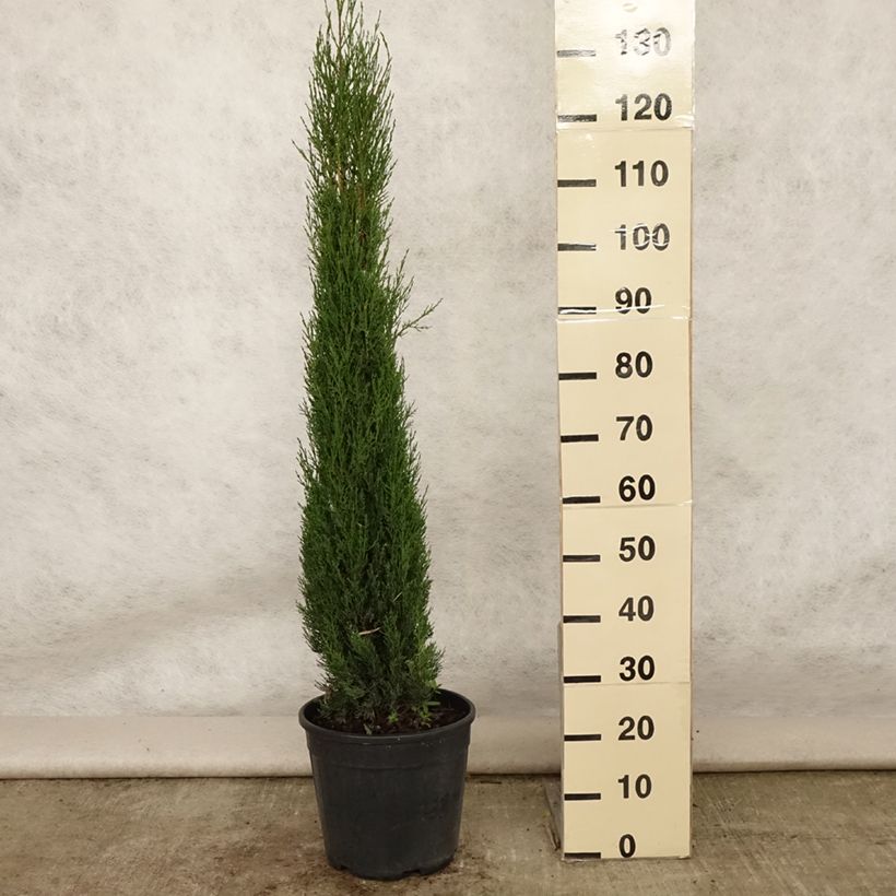 Esimerkki kesällä toimitetusta Välimerensypressi Pyramidalis Pot de 4L/5L-taimesta