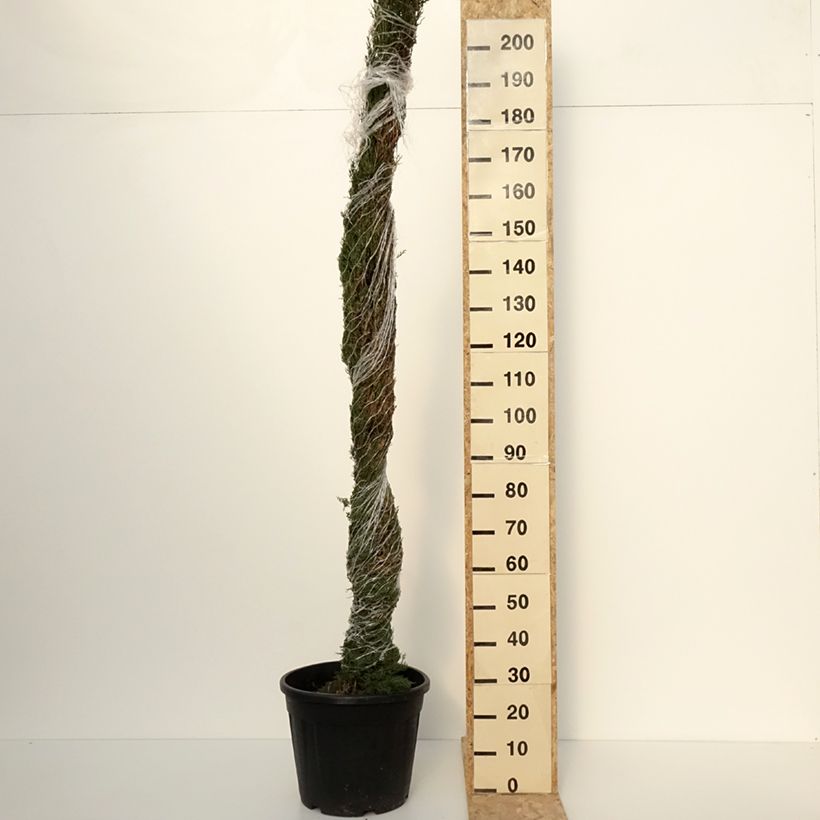 Esimerkki kesällä toimitetusta Välimerensypressi Pyramidalis Pot de 30L/35L-taimesta