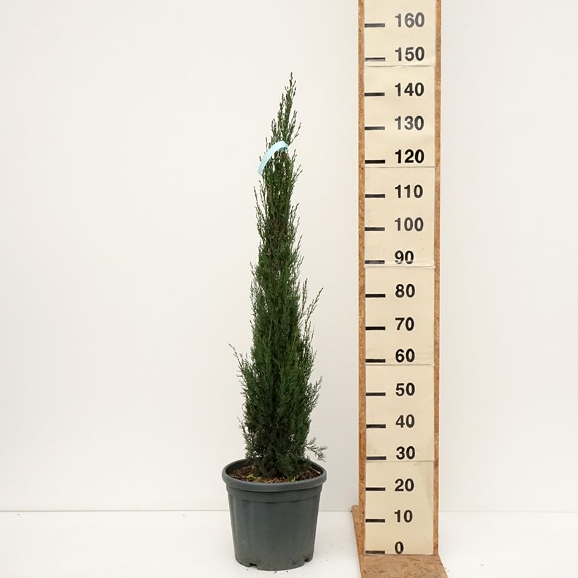 Esimerkki syksyllä toimitetusta Välimerensypressi Pyramidalis 7,5 litran / 10 litran ruukku-taimesta