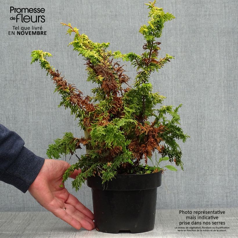 Esimerkki syksyllä toimitetusta Temppelikypressi Fernspray Gold 2 litran/3 litran ruukku-taimesta