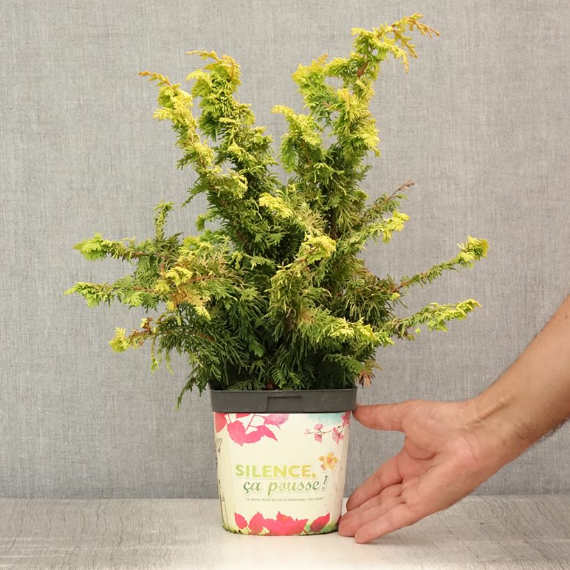 Esimerkki kesällä toimitetusta Temppelikypressi Fernspray Gold Ruukku 2L / 3L-taimesta