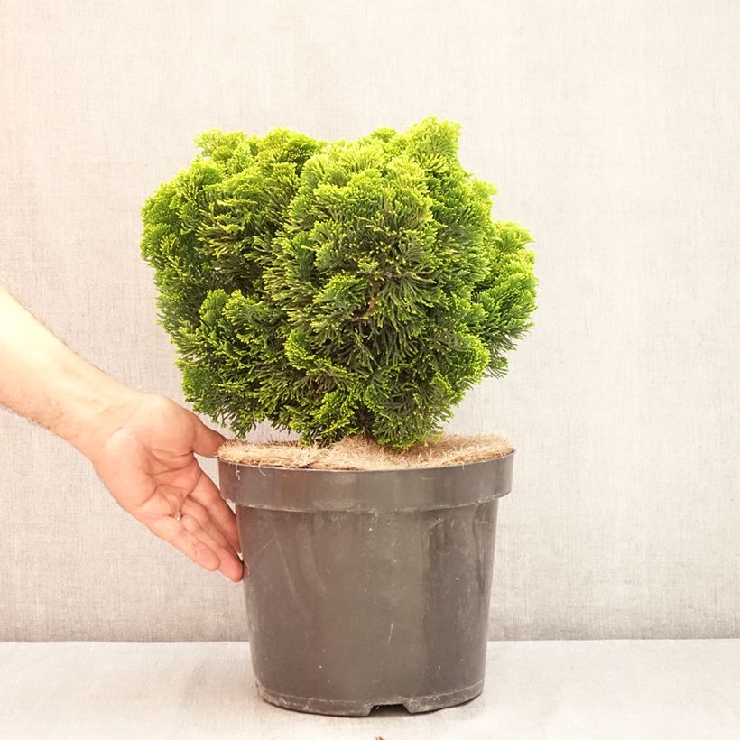 Esimerkki kesällä toimitetusta Temppelikypressi Nana Aurea Pot de 7,5L/10L, Tige-taimesta