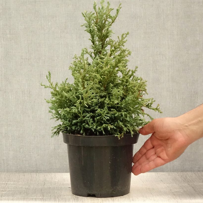 Esimerkki kesällä toimitetusta Hernesypressi Baby Blue Pot de 3L/4L-taimesta