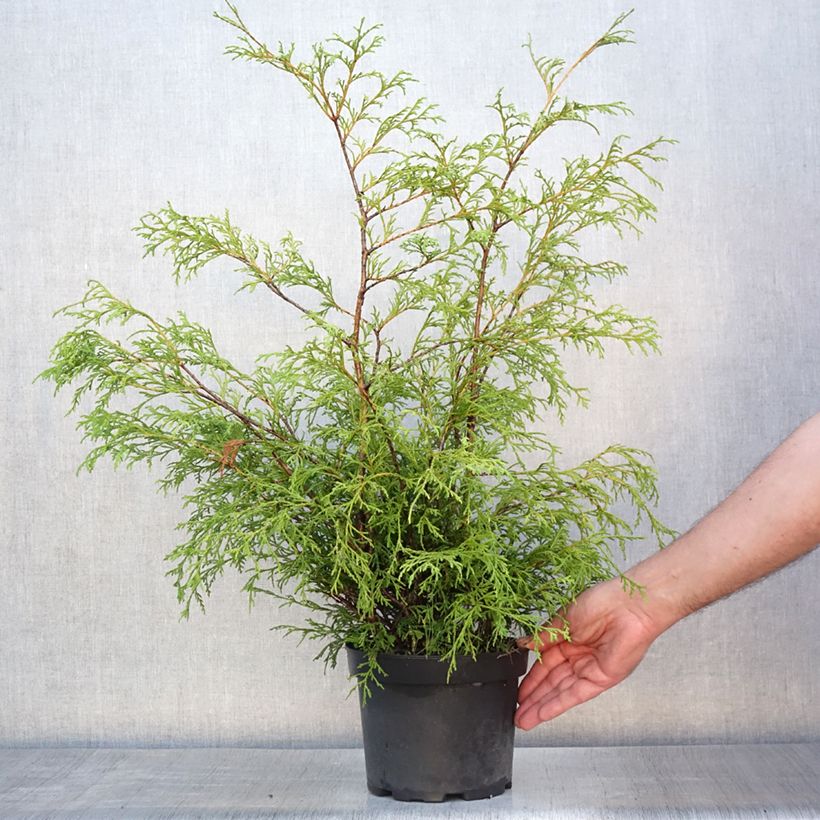 Esimerkki kesällä toimitetusta Hernesypressi Filifera Pot de 2L/3L-taimesta