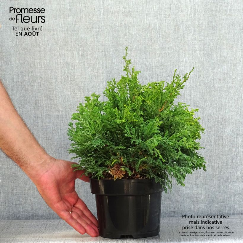 Esimerkki kesällä toimitetusta Hernesypressi Golden Pincushion Pot de 2L/3L-taimesta