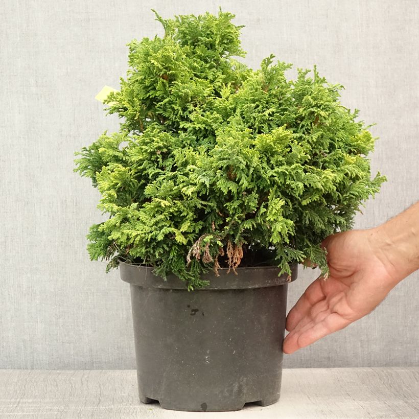 Esimerkki kesällä toimitetusta Hernesypressi Golden Pincushion Pot de 4L/5L-taimesta