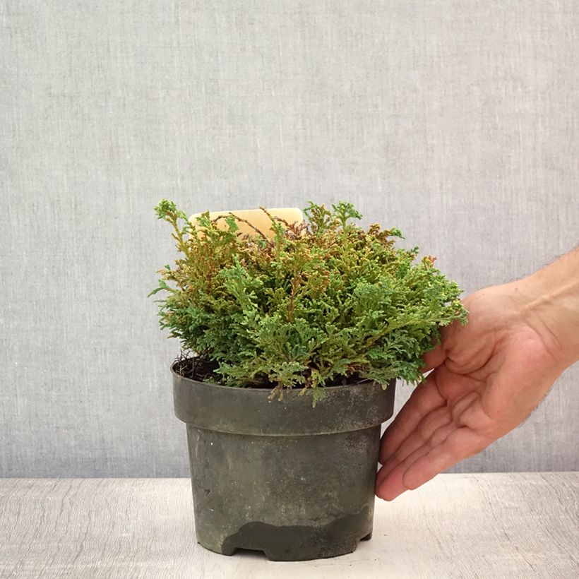 Esimerkki kesällä toimitetusta Hernesypressi Hime-sawara Pot de 2L/3L-taimesta