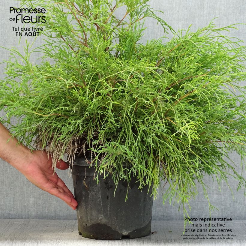 Esimerkki kesällä toimitetusta Hernesypressi Sungold Pot de 7,5L/10L-taimesta