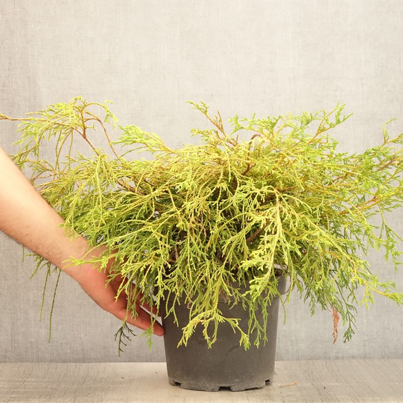 Esimerkki kesällä toimitetusta Hernesypressi Sungold Pot de 3L/4L-taimesta