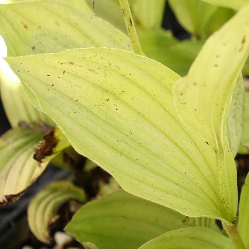 Tikankontti Gisella (Lehvistö)