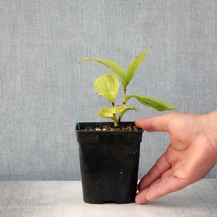 Esimerkki kesällä toimitetusta Kruunutikankontti - Cypripedium reginae Ruukku 1L / 1,5L-taimesta