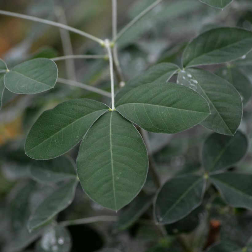 Etelänkultasade - Laburnum anagyroides (Lehvistö)