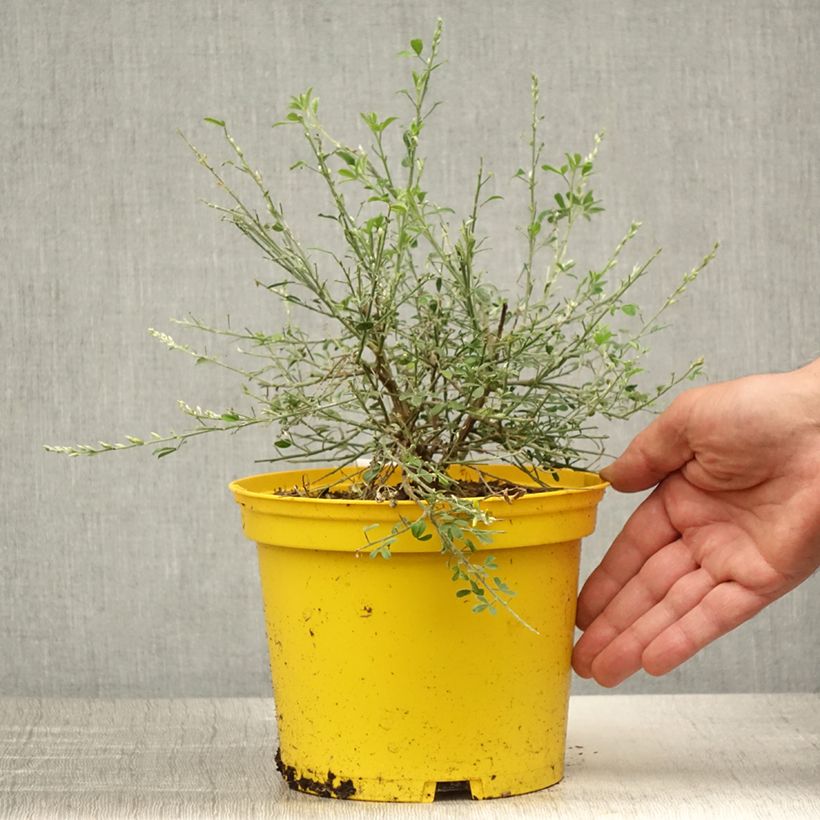 Esimerkki kesällä toimitetusta Vihma Phebus Pot de 2L/3L-taimesta