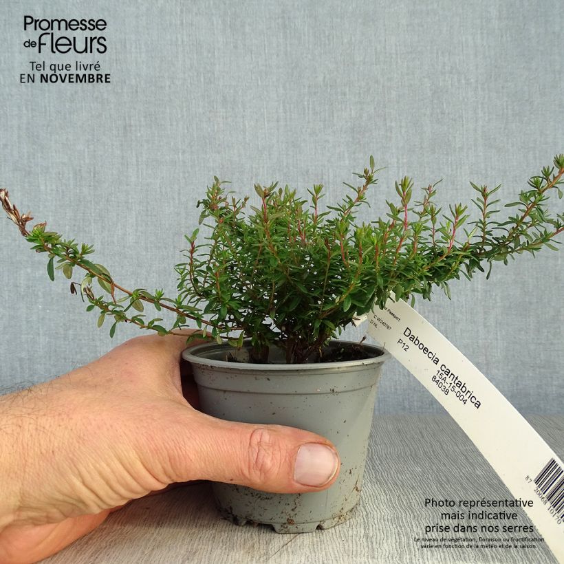 Esimerkki syksyllä toimitetusta Irlanninnummikanerva - Daboecia cantabrica 10 cm/11 cm ruukku-taimesta