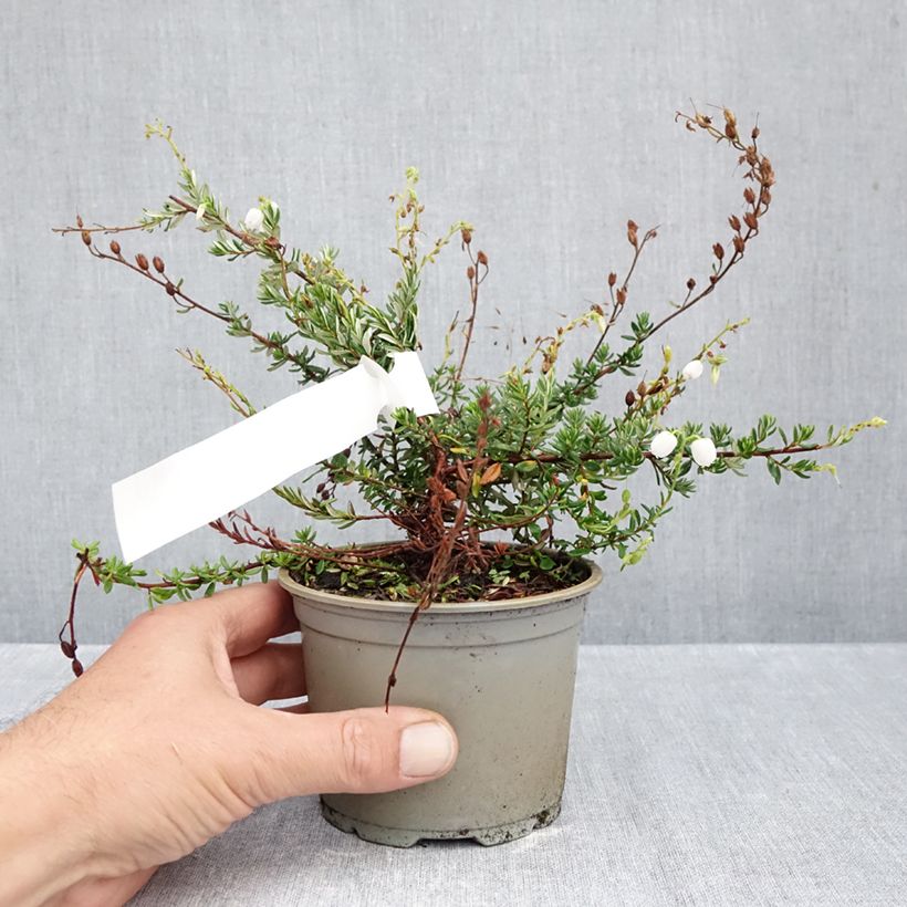 Esimerkki syksyllä toimitetusta Irlanninnummikanerva Creeping White 10 cm/11 cm ruukku-taimesta
