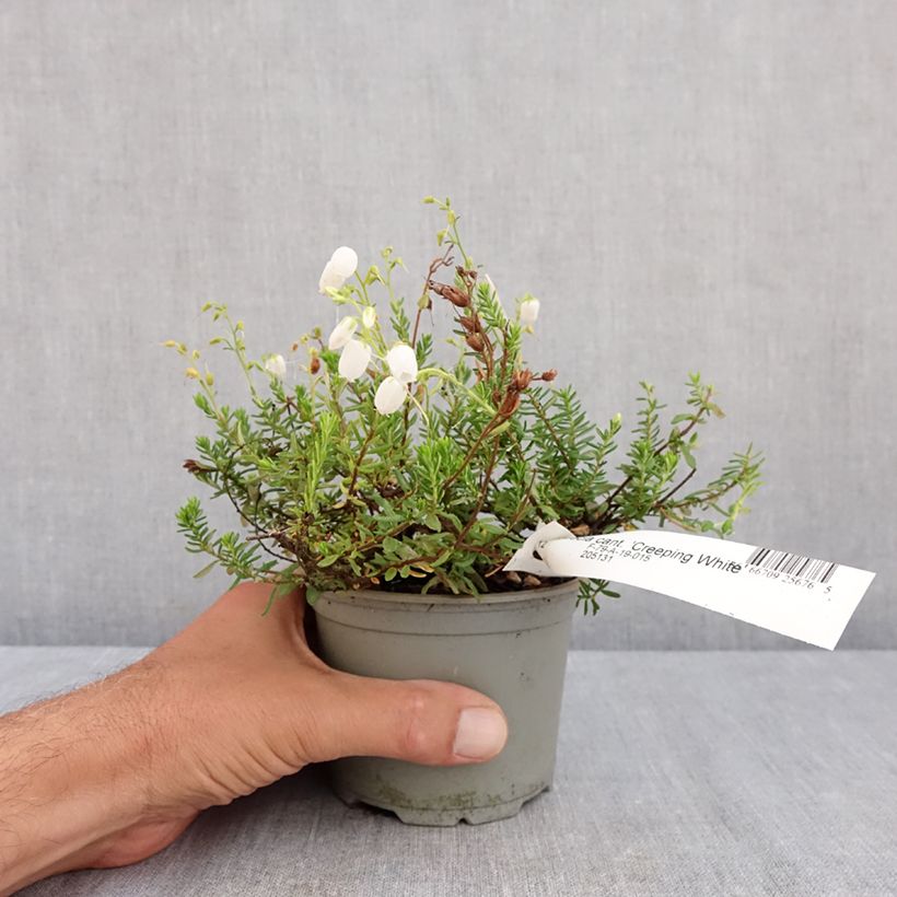 Esimerkki kesällä toimitetusta Irlanninnummikanerva Creeping White 12 cm / 13 cm ruukku-taimesta