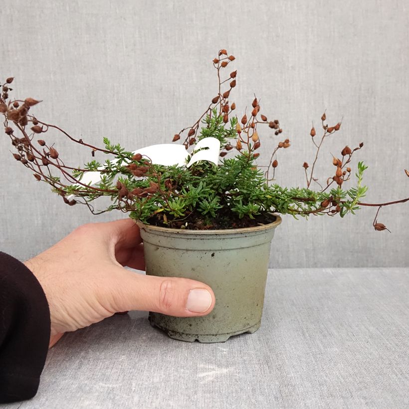Esimerkki syksyllä toimitetusta Irlanninnummikanerva Cupido 12 cm / 13 cm ruukku-taimesta