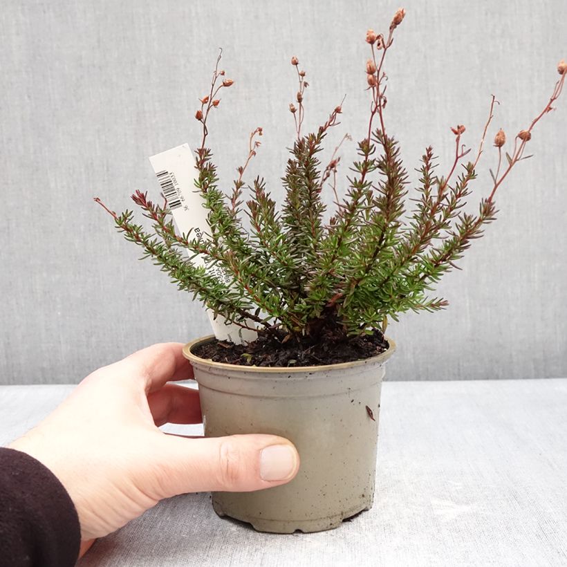 Esimerkki talvella toimitetusta Irlanninnummikanerva Purpurea 10 cm/11 cm ruukku-taimesta