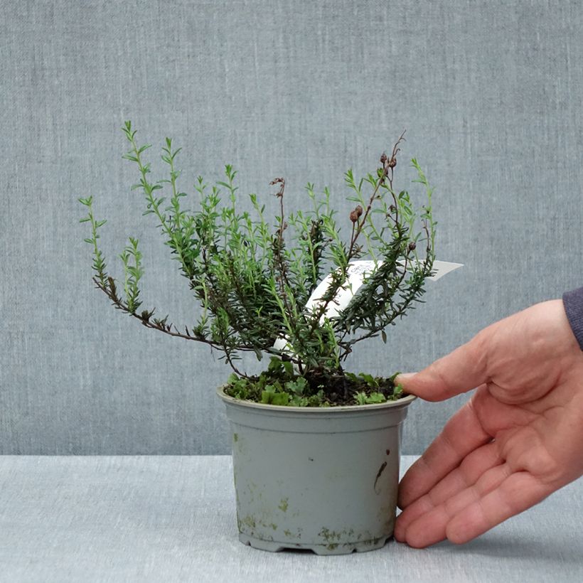 Esimerkki keväällä toimitetusta Irlanninnummikanerva Purpurea Ruukku 12 cm / 13 cm-taimesta