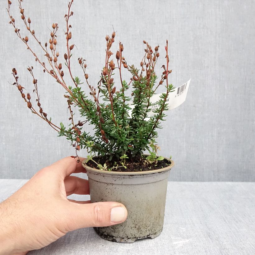 Esimerkki syksyllä toimitetusta Irlanninnummikanerva Vanessa 10 cm/11 cm ruukku-taimesta